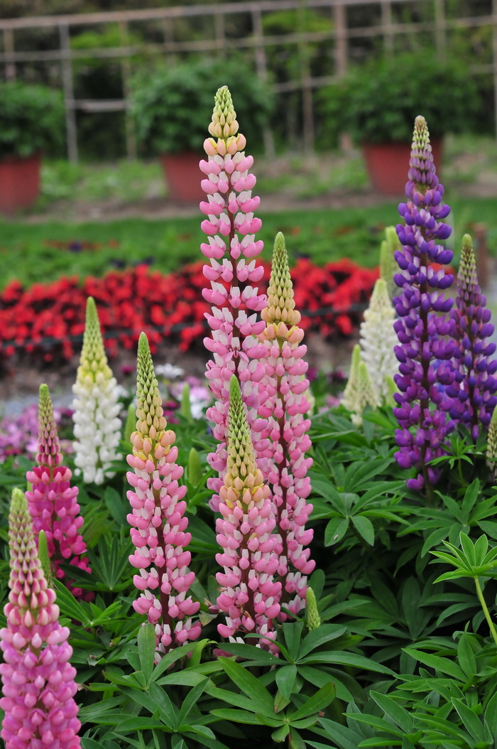 多叶羽扇豆Lupinus polyphyllus