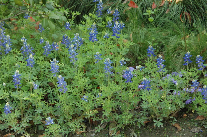 羽扇豆Lupinus micranthus 羽扇豆Lupinus micranthus