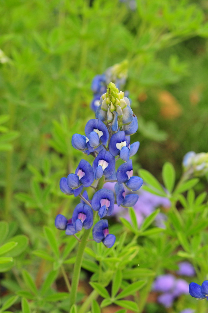 羽扇豆Lupinus micranthus