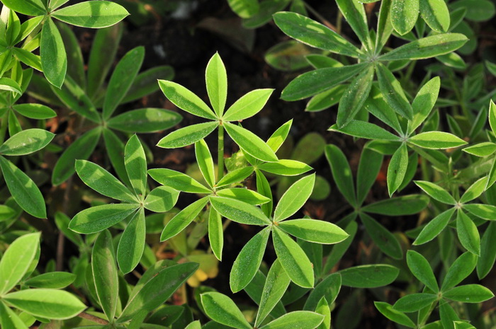 羽扇豆Lupinus micranthus