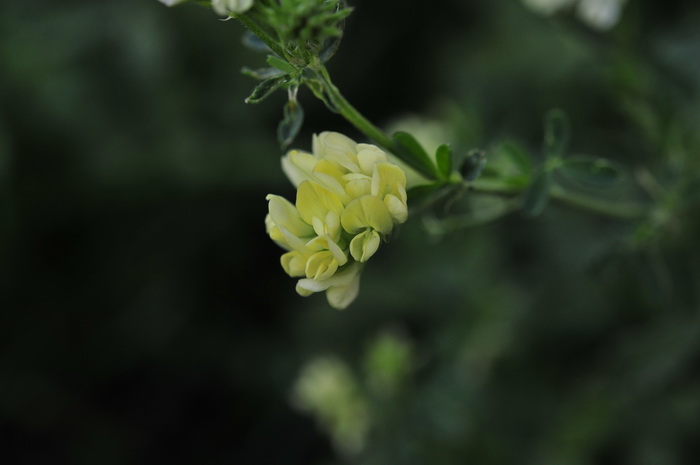 紫苜蓿Medicago sativa 紫苜蓿Medicago sativa