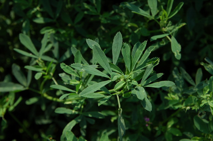 紫苜蓿Medicago sativa 紫苜蓿Medicago sativa
