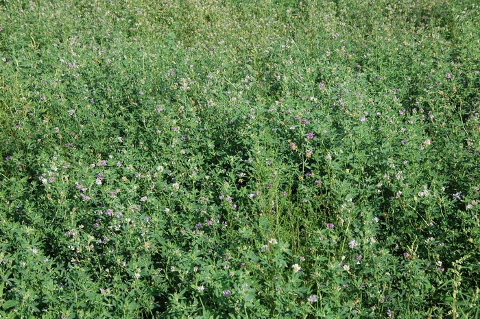 紫苜蓿Medicago sativa 紫苜蓿Medicago sativa
