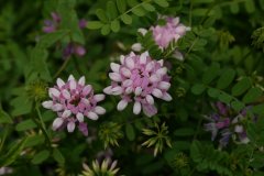 绣球小冠花Coronilla varia