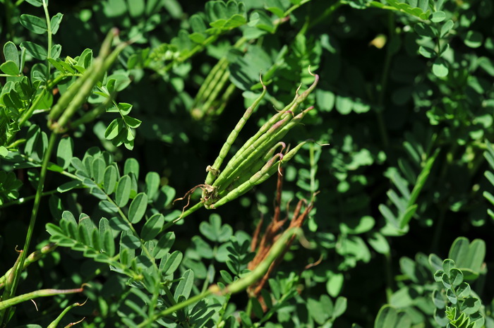 绣球小冠花Coronilla varia 绣球小冠花Coronilla varia