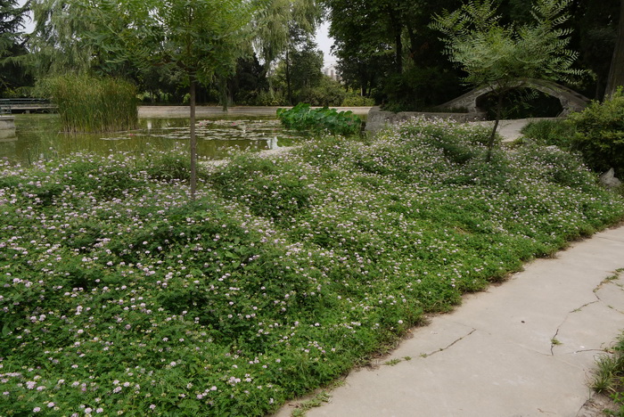 绣球小冠花Coronilla varia