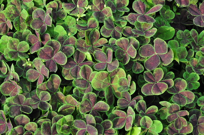 紫三叶草Trifolium repens ‘Purpurascens’