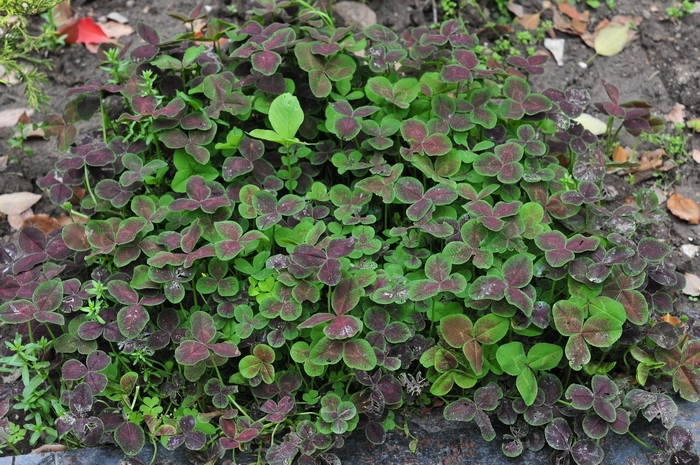 紫三叶草Trifolium repens ‘Purpurascens’ 紫三叶草Trifolium repens ‘Purpurascens’