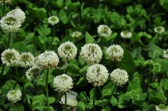 白三叶草Trifolium repens