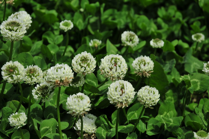 白三叶草Trifolium repens 白三叶草Trifolium repens