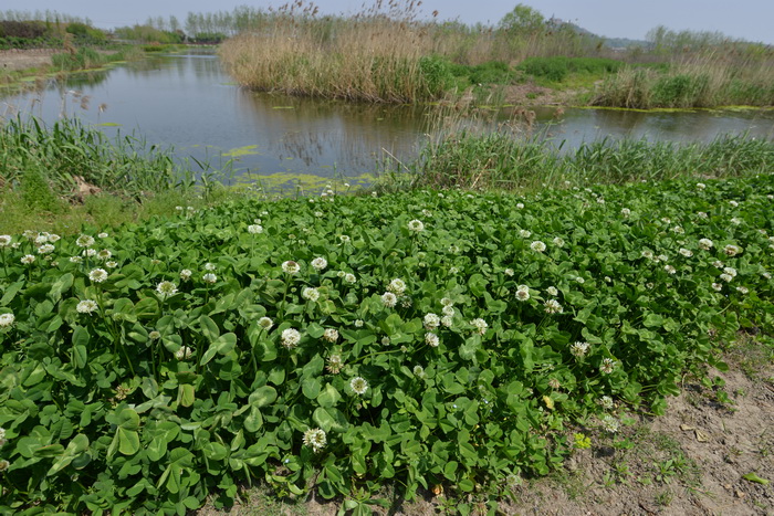 白三叶草Trifolium repens 白三叶草Trifolium repens