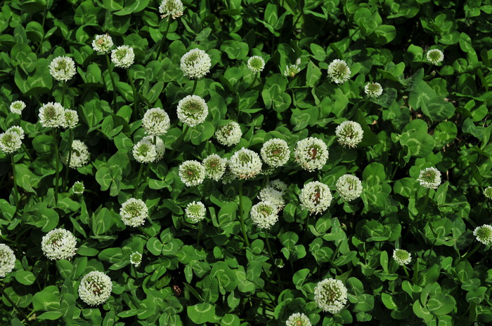 白三叶草Trifolium repens