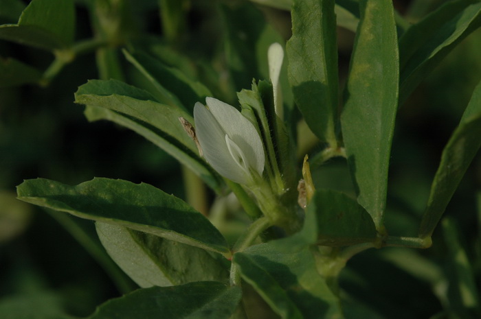胡卢巴Trigonella foenum-graecum