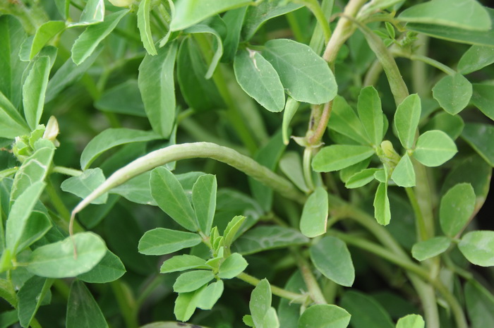 胡卢巴Trigonella foenum-graecum 胡卢巴Trigonella foenum-graecum