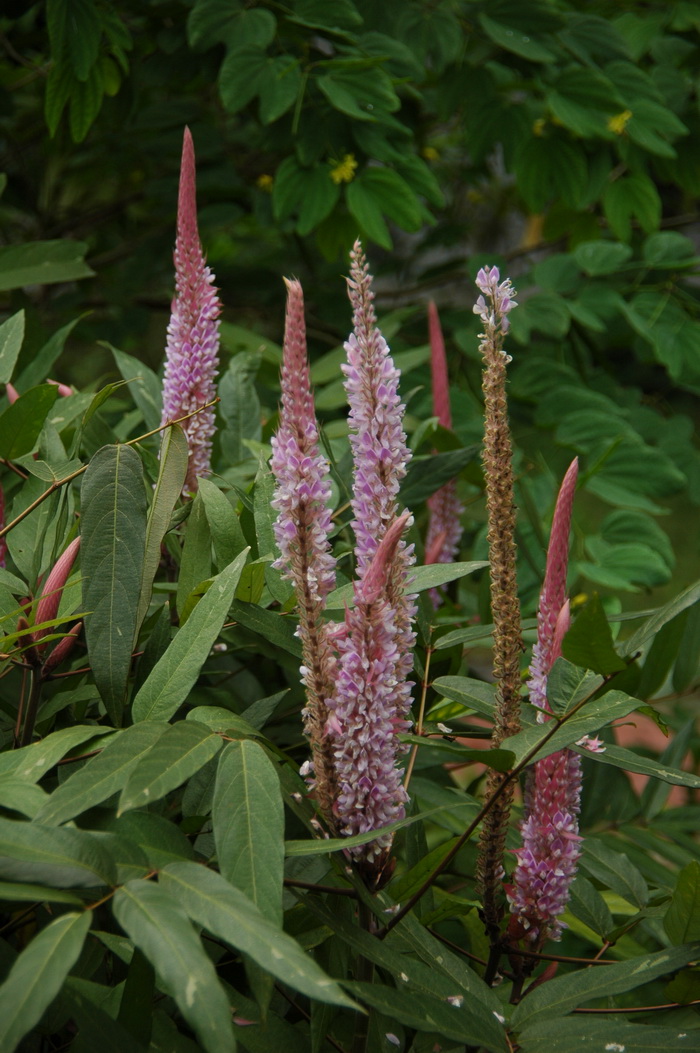 长穗猫尾草Uraria crinita