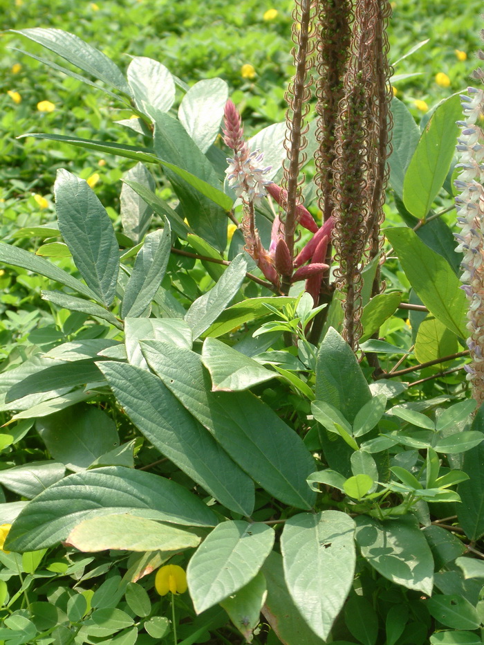 长穗猫尾草Uraria crinita 长穗猫尾草Uraria crinita
