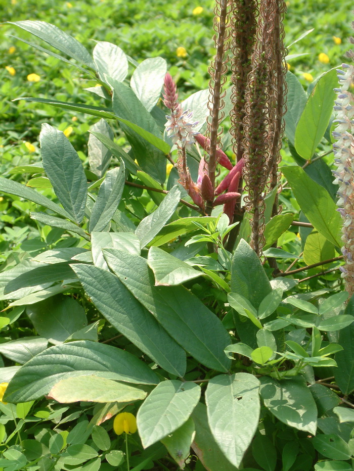 长穗猫尾草Uraria crinita