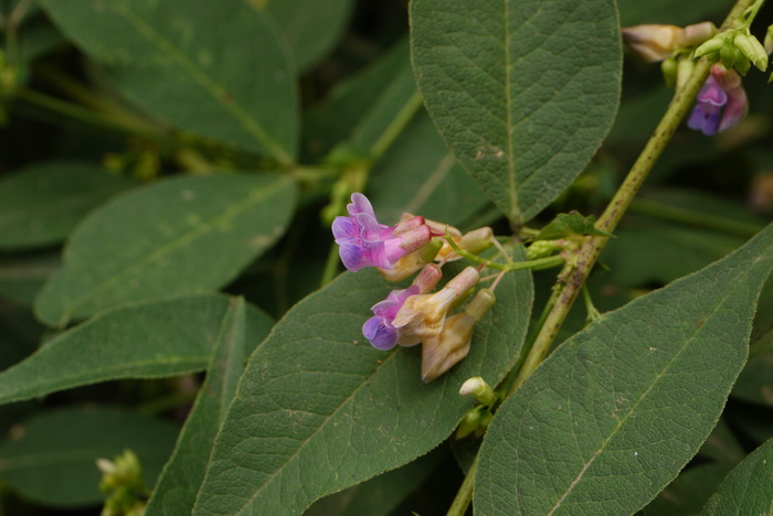 歪头菜Vicia unijuga 歪头菜Vicia unijuga