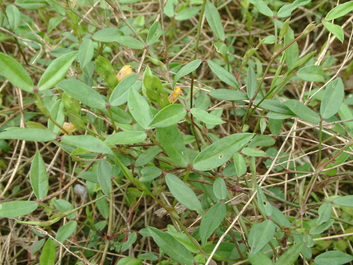 丁癸草Zornia diphylla 丁癸草Zornia diphylla