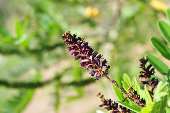 紫穗槐Amorpha fruticosa