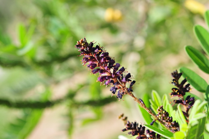 紫穗槐Amorpha fruticosa 紫穗槐Amorpha fruticosa