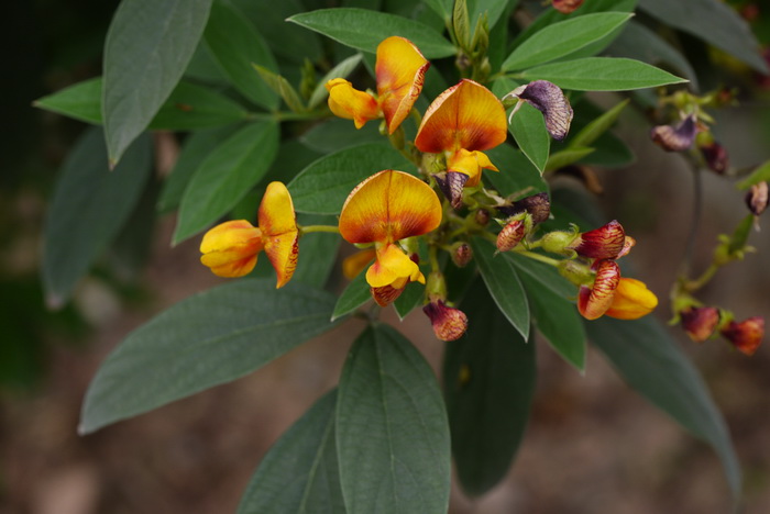 木豆Cajanus cajan 木豆Cajanus cajan
