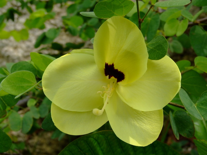 黄花羊蹄甲Bauhinia tomentosa