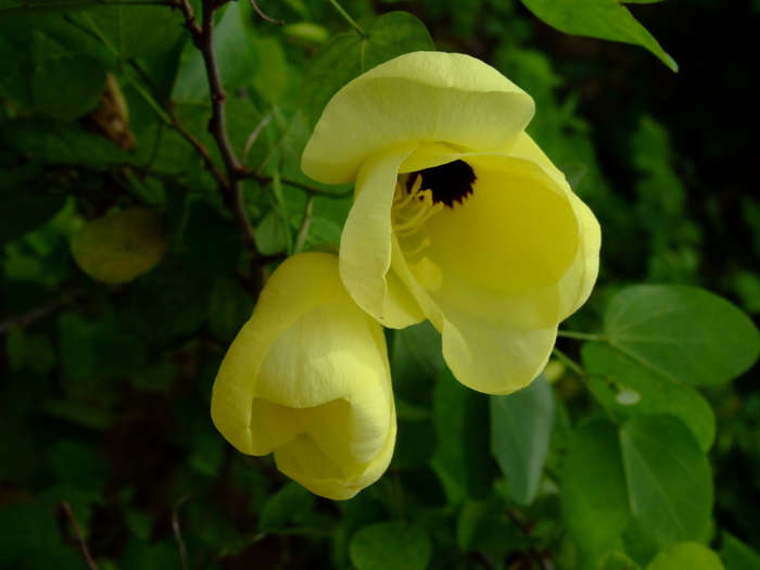 黄花羊蹄甲Bauhinia tomentosa