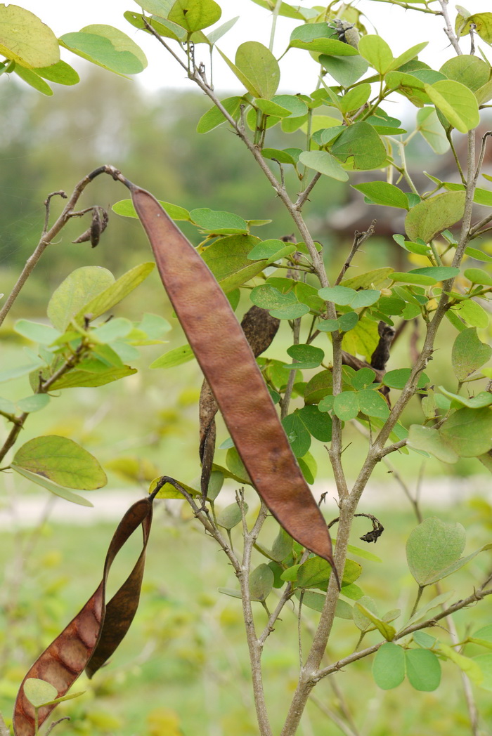 黄花羊蹄甲Bauhinia tomentosa