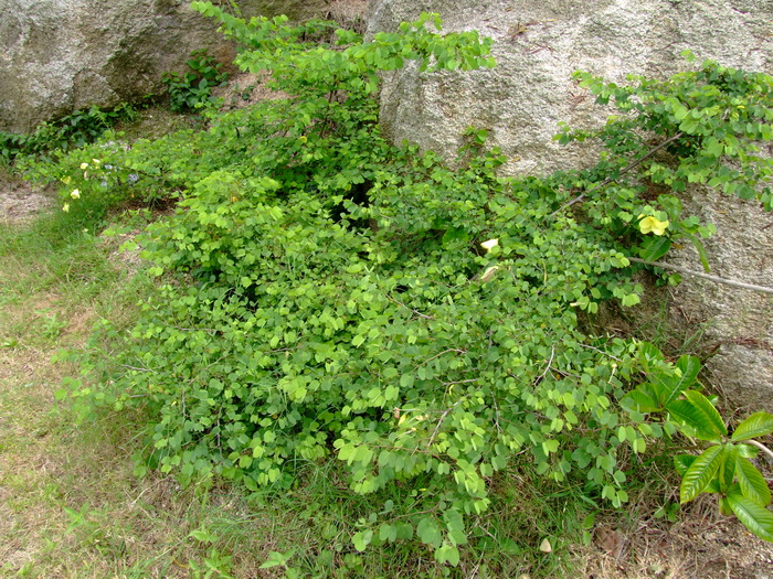 黄花羊蹄甲Bauhinia tomentosa