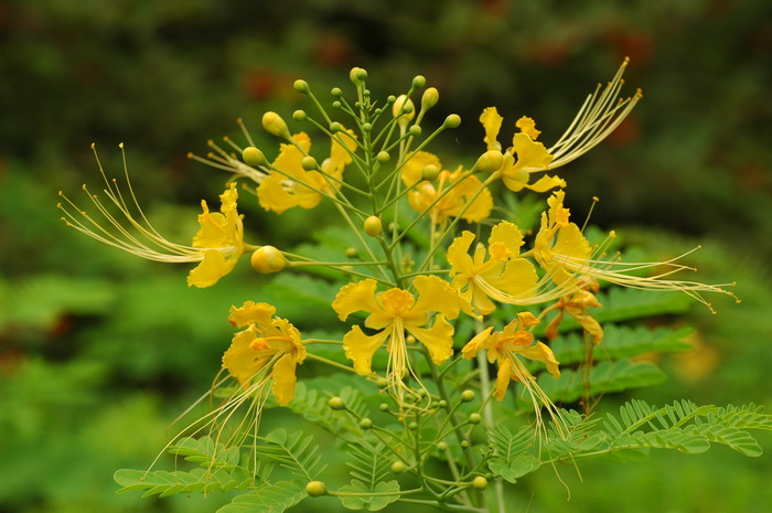 金凤花Caesalpinia pulcherrima