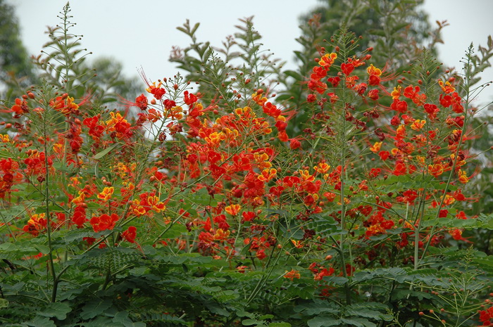 金凤花Caesalpinia pulcherrima 金凤花Caesalpinia pulcherrima