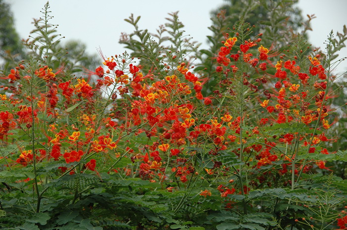 金凤花Caesalpinia pulcherrima