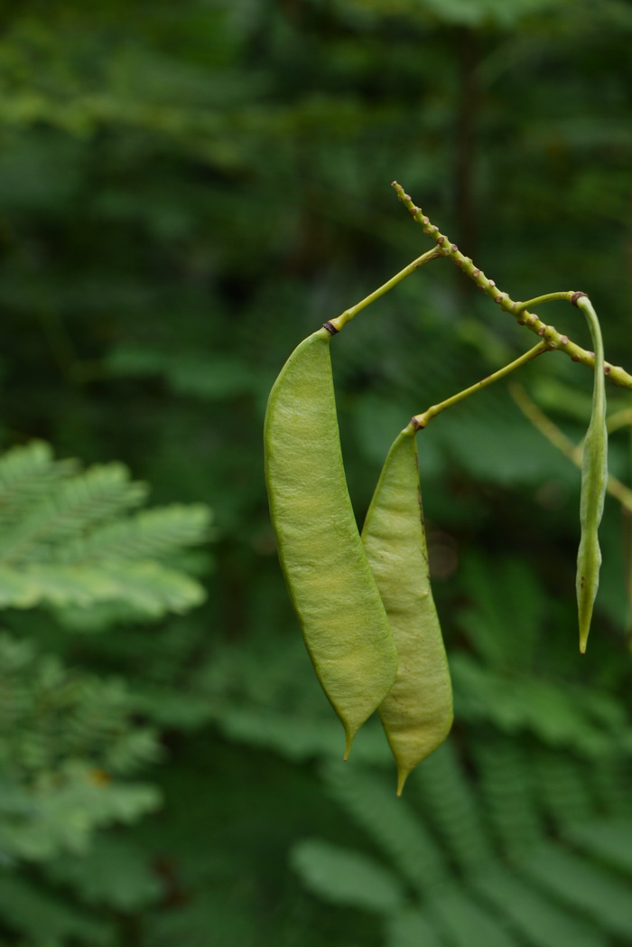 金凤花Caesalpinia pulcherrima