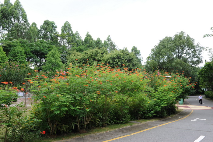 金凤花Caesalpinia pulcherrima