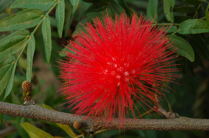 朱缨花Calliandra haematocephala 朱缨花Calliandra haematocephala