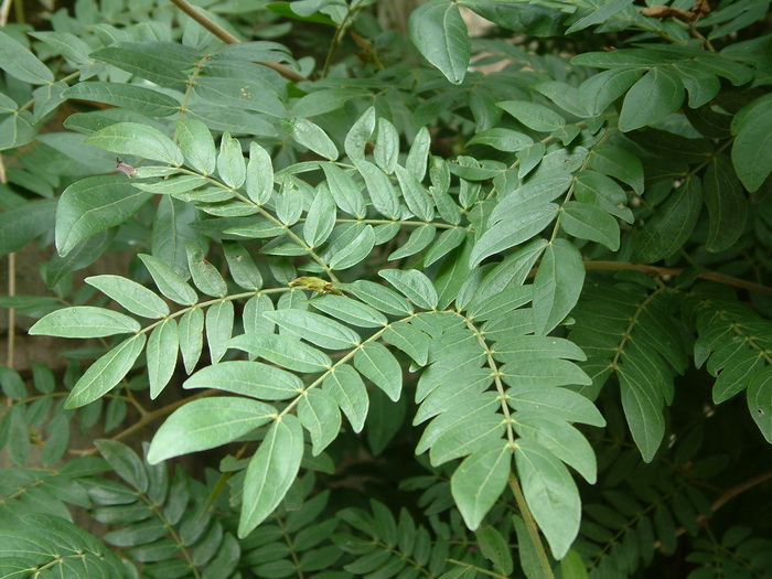 朱缨花Calliandra haematocephala 朱缨花Calliandra haematocephala