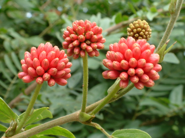 朱缨花Calliandra haematocephala 朱缨花Calliandra haematocephala