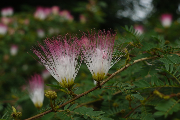 苏里南朱樱花Calliandra surinamensis