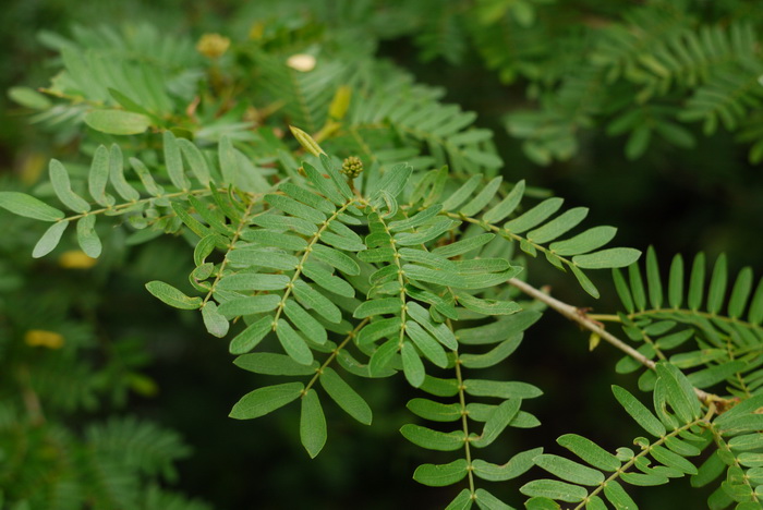 苏里南朱樱花Calliandra surinamensis