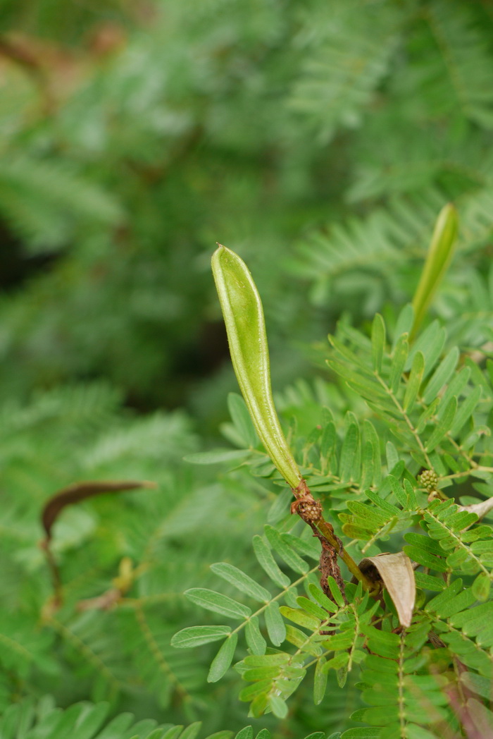 苏里南朱樱花Calliandra surinamensis 苏里南朱樱花Calliandra surinamensis