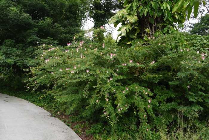 苏里南朱樱花Calliandra surinamensis