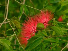 红粉扑花Calliandra tergemina var. emarginata