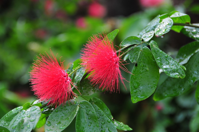 红粉扑花Calliandra tergemina var. emarginata 红粉扑花Calliandra tergemina var. emarginata
