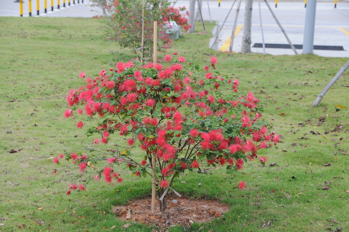 红粉扑花Calliandra tergemina var. emarginata