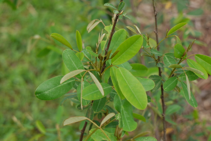 杭子梢Campylotropis macrocarpa