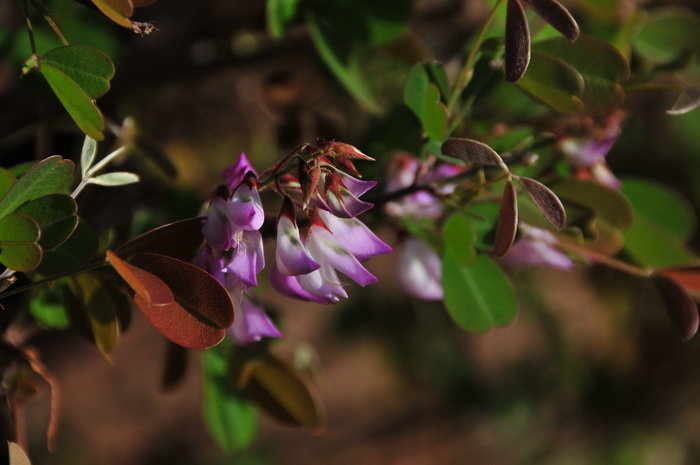 小雀花Campylotropis polyantha