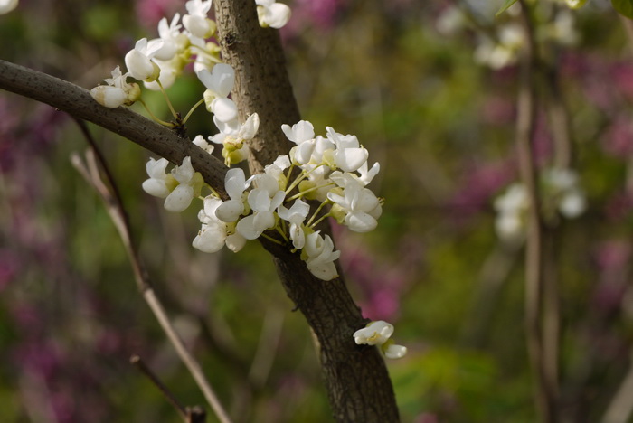 白花紫荆Cercis chinensis f. alba