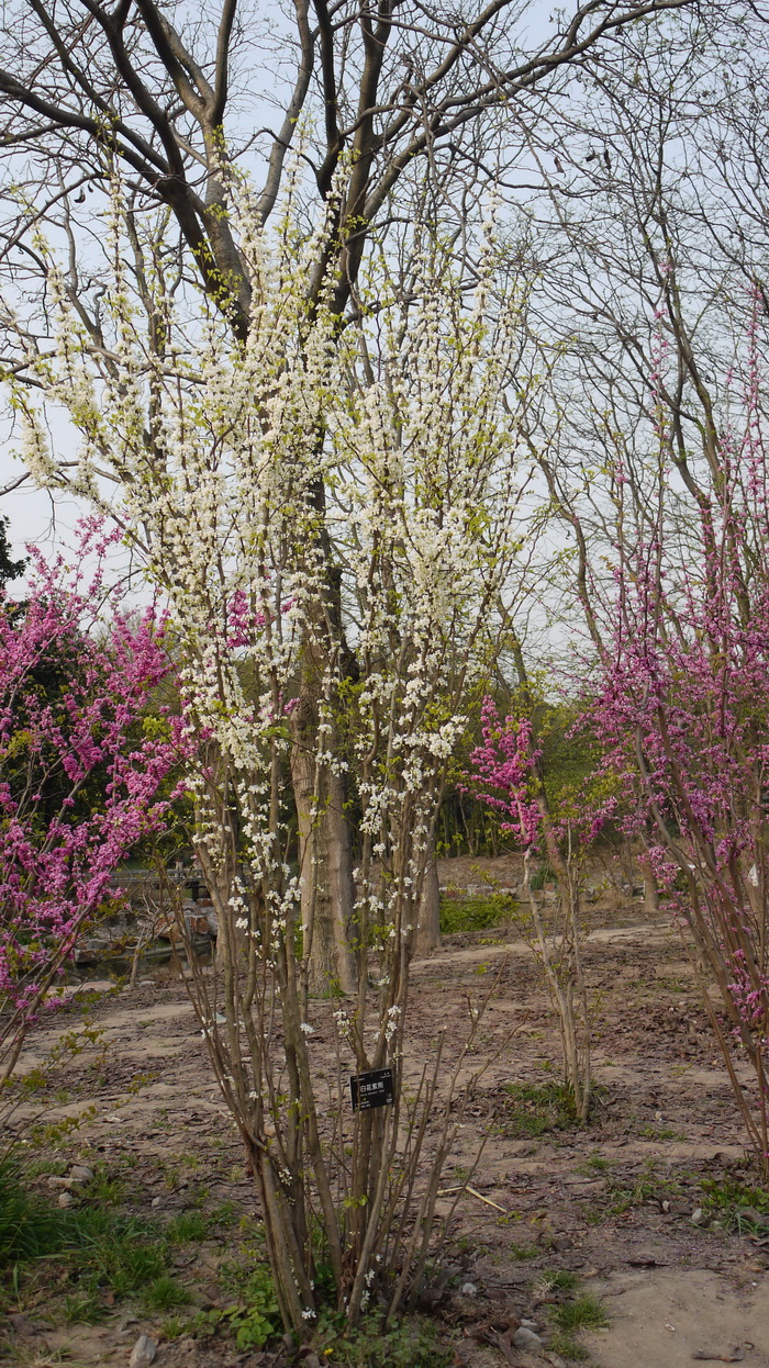 白花紫荆Cercis chinensis f. alba