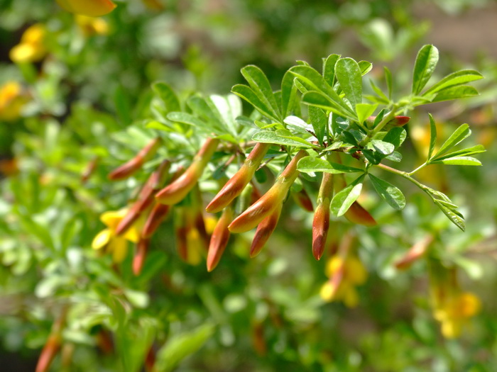 红花锦鸡儿Caragana rosea